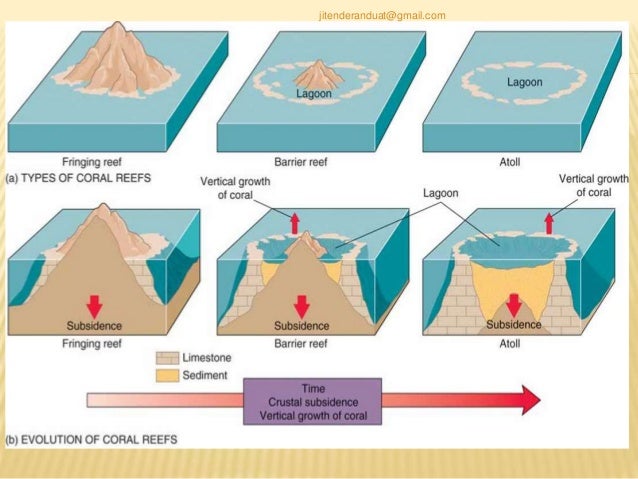 Coral ecology ppt