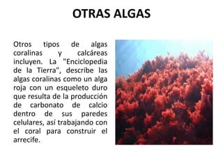 OTRAS ALGAS
Otros tipos de algas
coralinas y calcáreas
incluyen. La "Enciclopedia
de la Tierra", describe las
algas coralinas como un alga
roja con un esqueleto duro
que resulta de la producción
de carbonato de calcio
dentro de sus paredes
celulares, así trabajando con
el coral para construir el
arrecife.
 