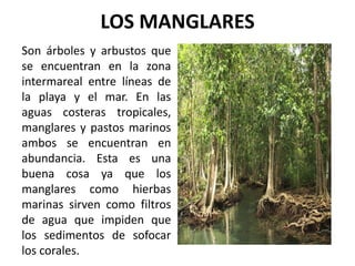 LOS MANGLARES
Son árboles y arbustos que
se encuentran en la zona
intermareal entre líneas de
la playa y el mar. En las
aguas costeras tropicales,
manglares y pastos marinos
ambos se encuentran en
abundancia. Esta es una
buena cosa ya que los
manglares como hierbas
marinas sirven como filtros
de agua que impiden que
los sedimentos de sofocar
los corales.
 
