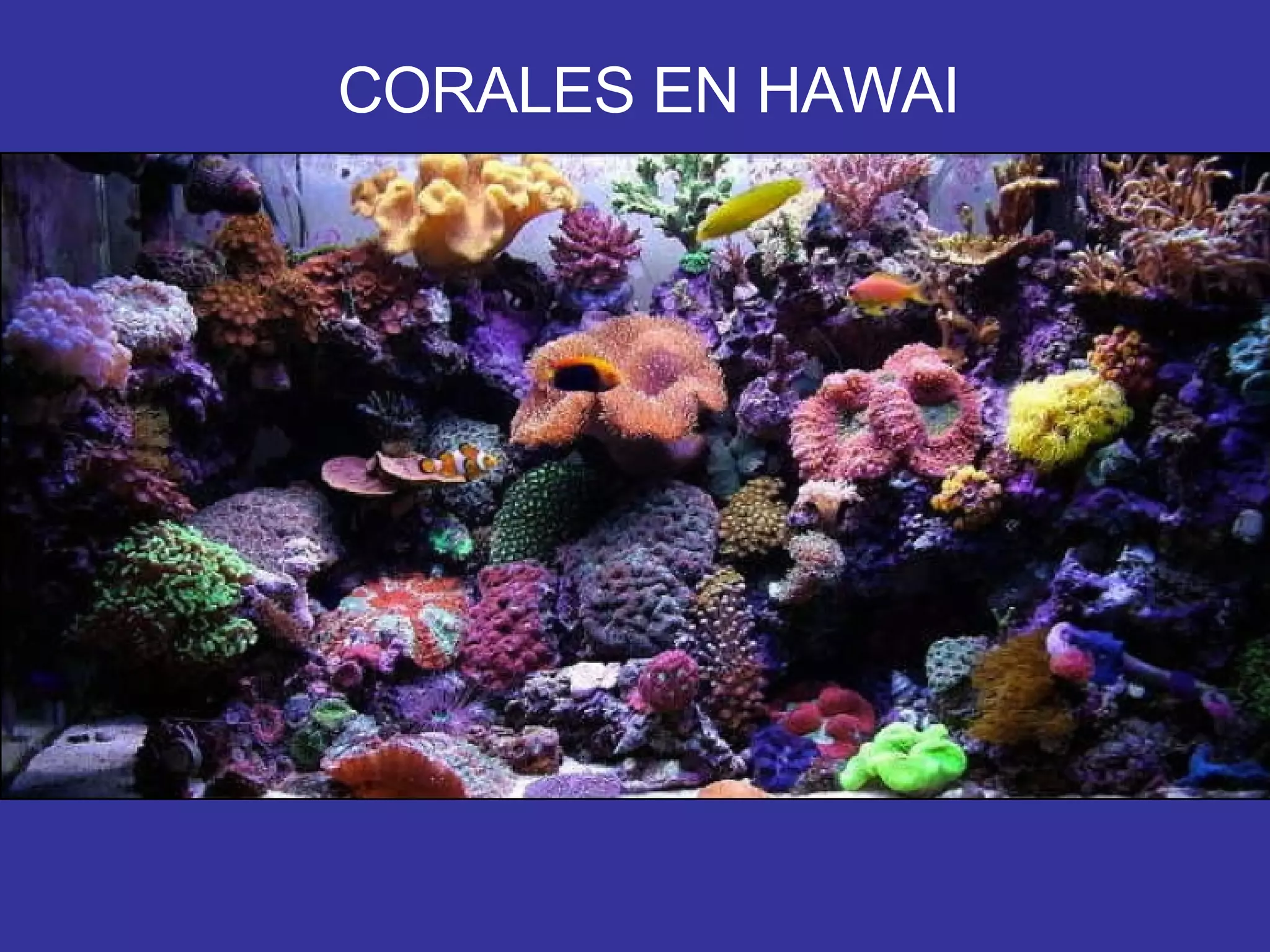 CORALES EN HAWAI