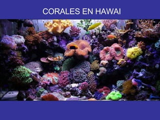 CORALES EN HAWAI 