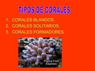 1. CORALES BLANDOS.
2. CORALES SOLITARIOS.
3. CORALES FORMADORES.
