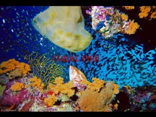 Coral fish
 