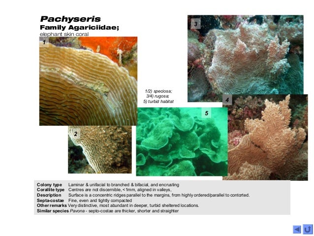 Coral genera of the Western Indian Ocean (2015)