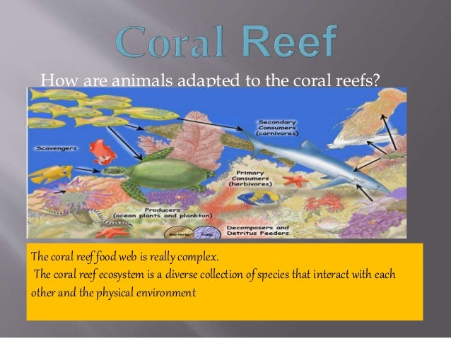 coral georgia