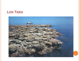 LOW TIDES
 