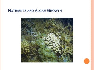 NUTRIENTS AND ALGAE GROWTH
 