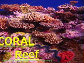 http://commons.wikimedia.org/wiki/File:Coral_Garden.jpg
 