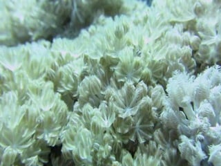 Coral & kelp