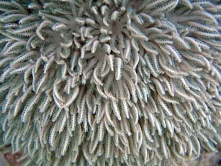 Coral & kelp