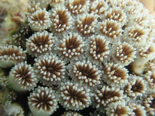 Coral & kelp