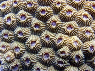 Coral & kelp