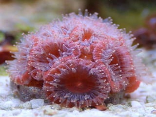Coral & kelp