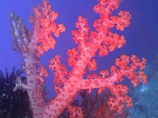 Coral & kelp