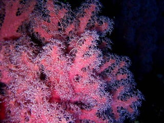 Coral & kelp