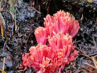 Coral & kelp