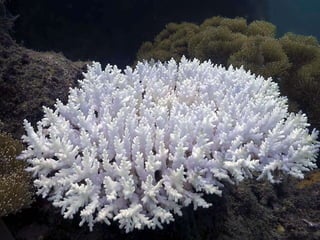 Coral & kelp