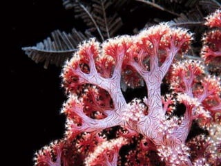 Coral & kelp