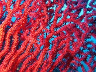 Coral & kelp