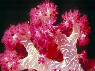 Coral & kelp