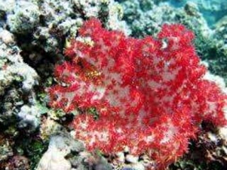 Coral & kelp