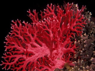 Coral & kelp