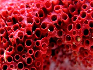 Coral & kelp