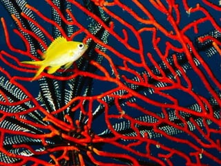 Coral & kelp