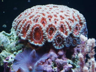 Coral & kelp