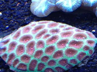 Coral & kelp