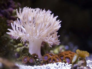 Coral & kelp