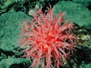 Coral & kelp