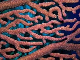 Coral & kelp