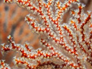 Coral & kelp