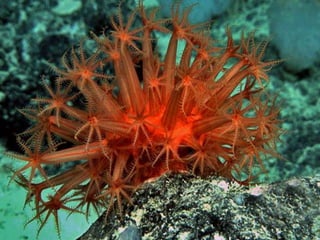 Coral & kelp