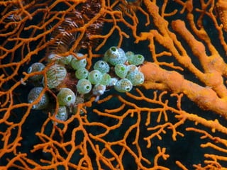 Coral & kelp