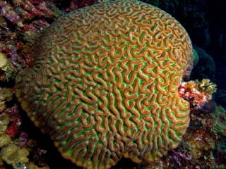 Coral & kelp
