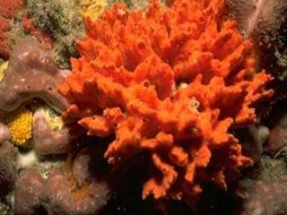 Coral & kelp