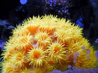Coral & kelp
