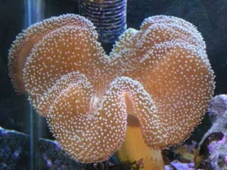 Coral & kelp