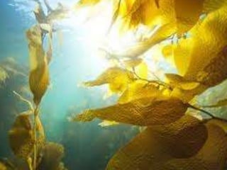 Coral & kelp