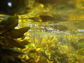 Coral & kelp