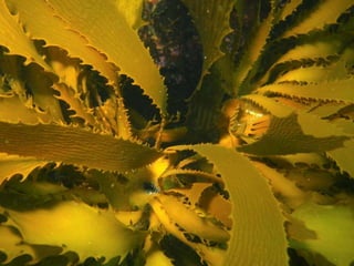 Coral & kelp
