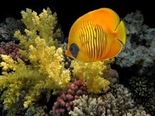 Coral & kelp