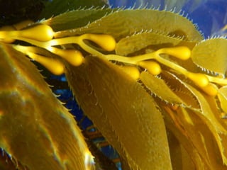 Coral & kelp