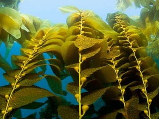 Coral & kelp