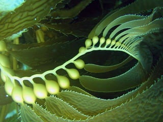 Coral & kelp
