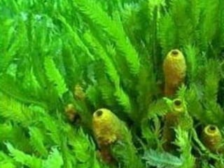 Coral & kelp
