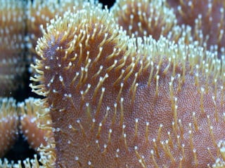 Coral & kelp