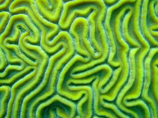 Coral & kelp